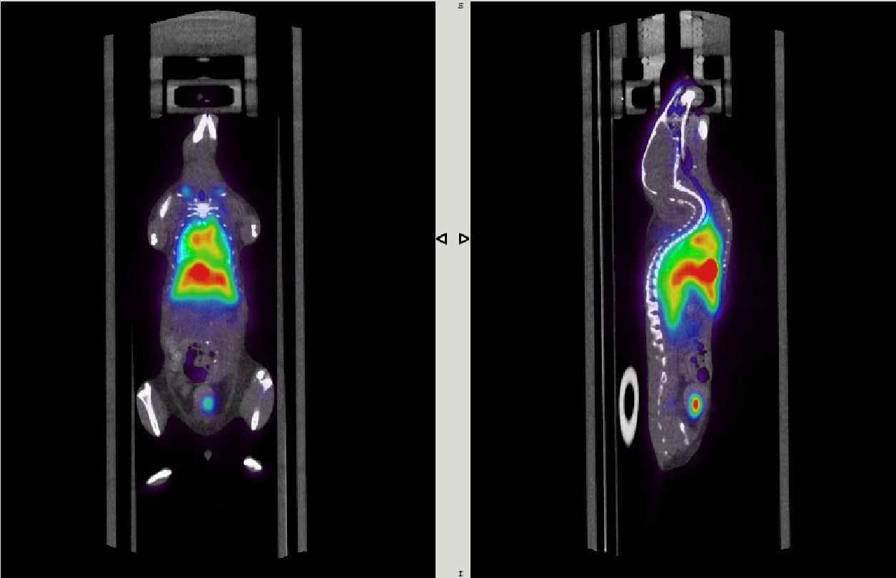 We can do PET imaging on small animal (mice and rats) first injected with PET tracer