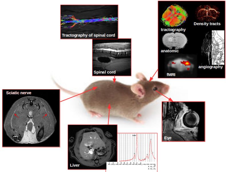 Examen IRM préclinique (rats/souris)