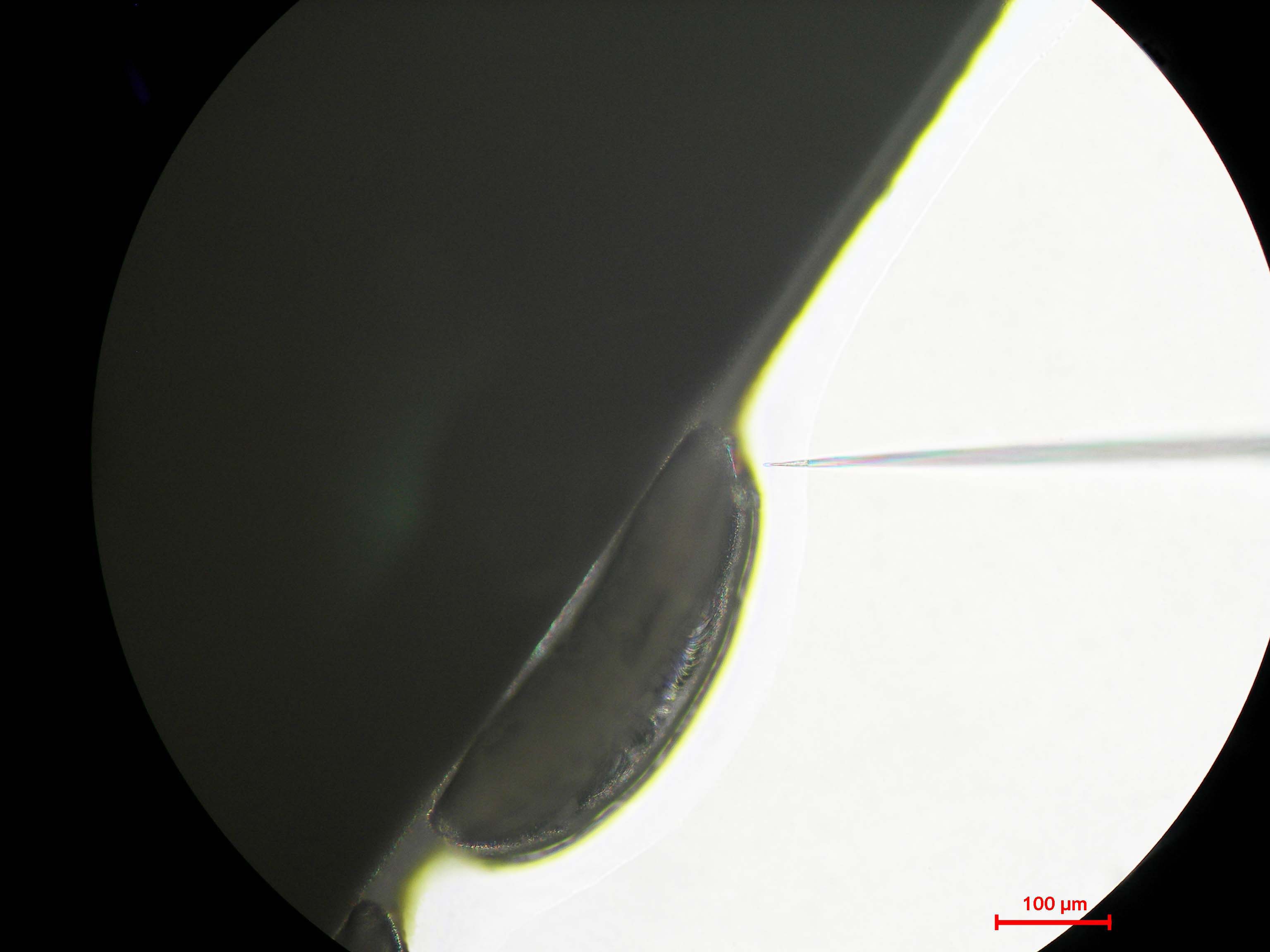 Formation à l’injection d’œufs de moustiques.