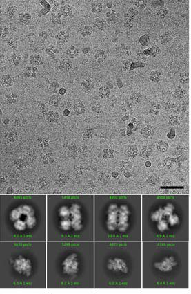 Image recording by cryo-electron microscopy on Titan Krios