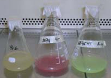 Proteins production in insect/baculovirus system and in mammalian cells