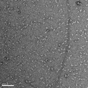Screening by cryo-electron microscopy on Glacios and Tecnai F20 (negative staining)