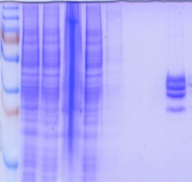 Purification of proteins and their complexes